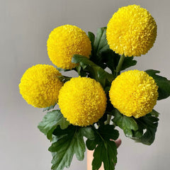 Pompon mum * 10