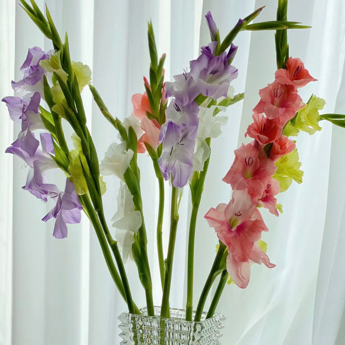 Gladiolus mixed color * 10