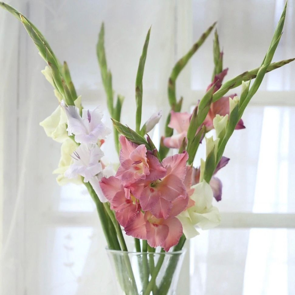 Gladiolus mixed color * 10