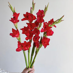 Gladiolus * 10