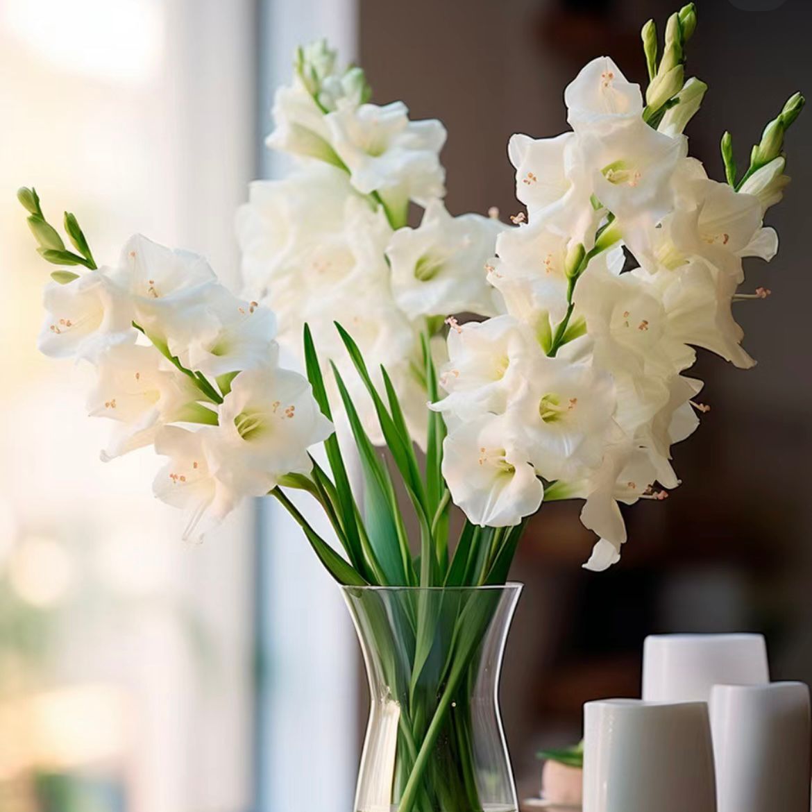 Gladiolus * 10