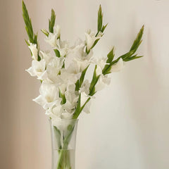 Gladiolus * 10