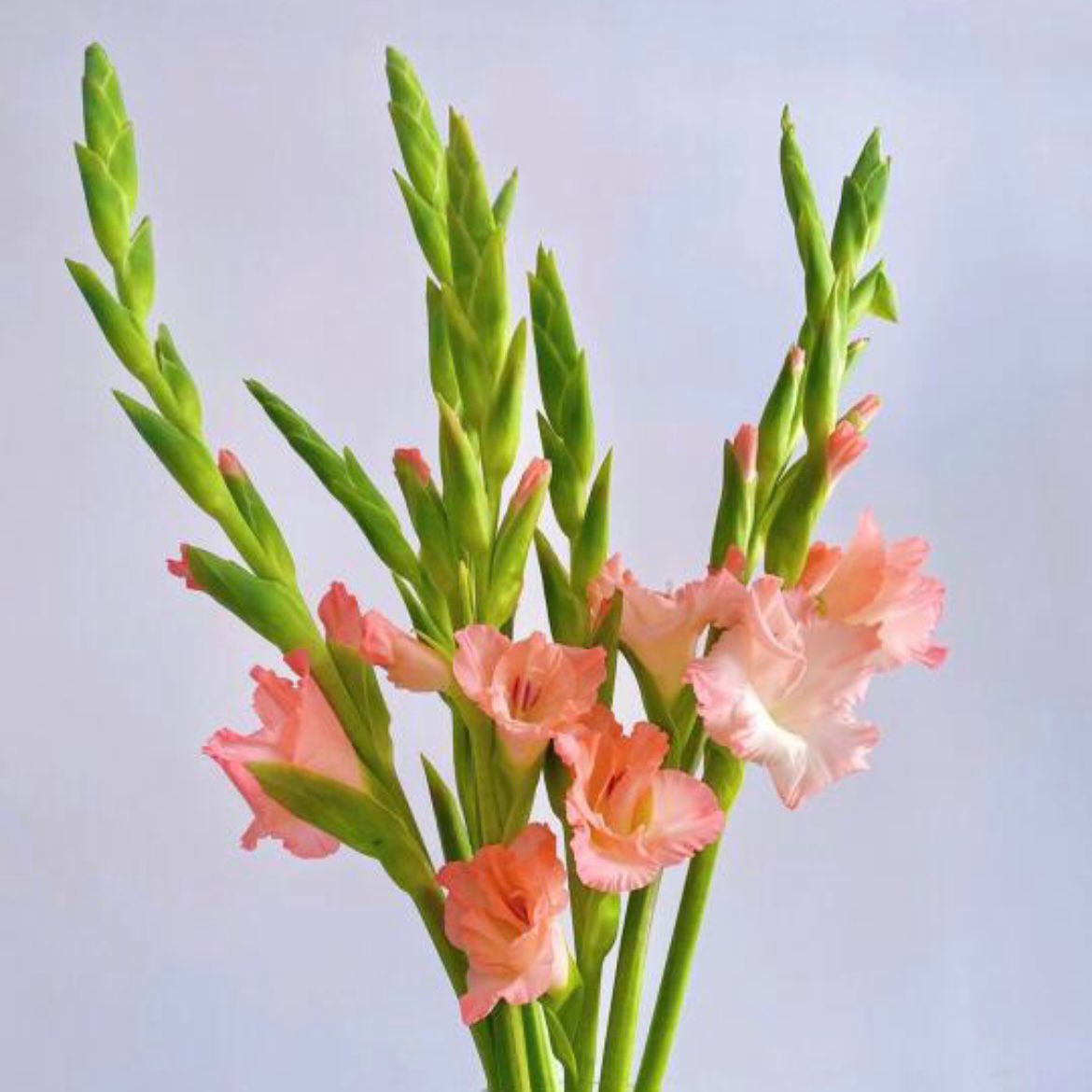 Gladiolus * 10