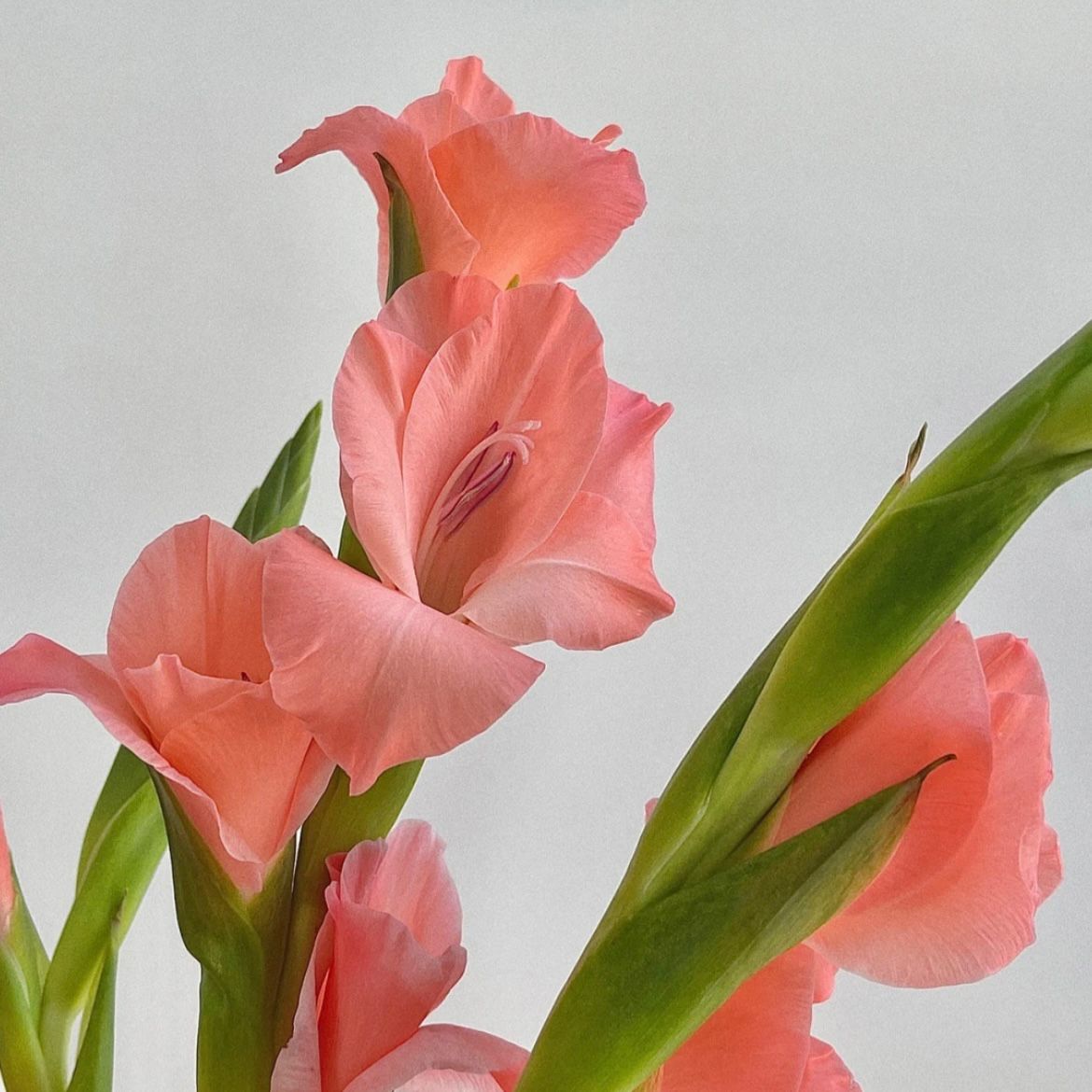 Gladiolus * 10