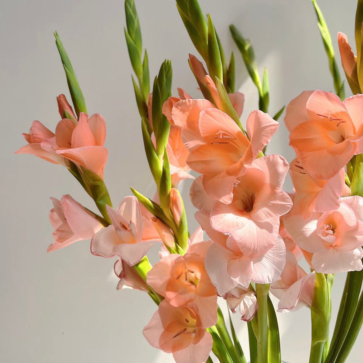 Gladiolus * 10