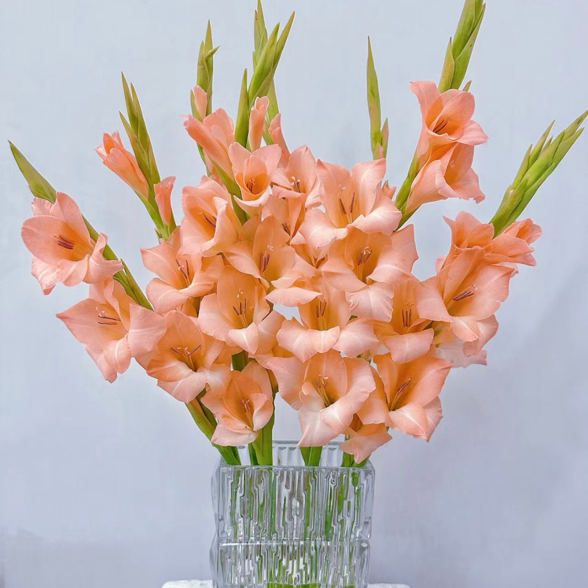 Gladiolus * 10