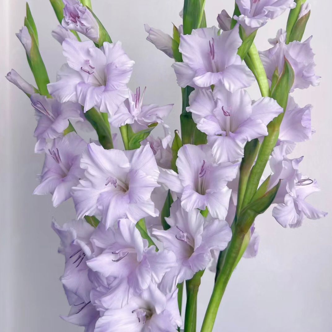 Gladiolus * 10