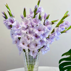 Gladiolus * 10