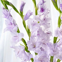 Gladiolus * 10