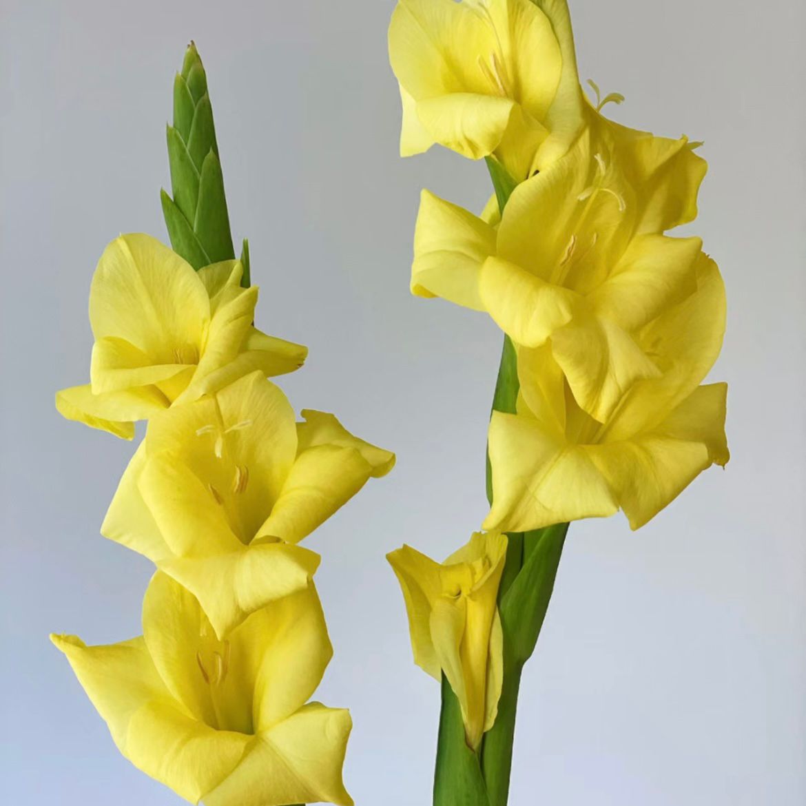 Gladiolus * 10