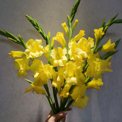 Gladiolus * 10