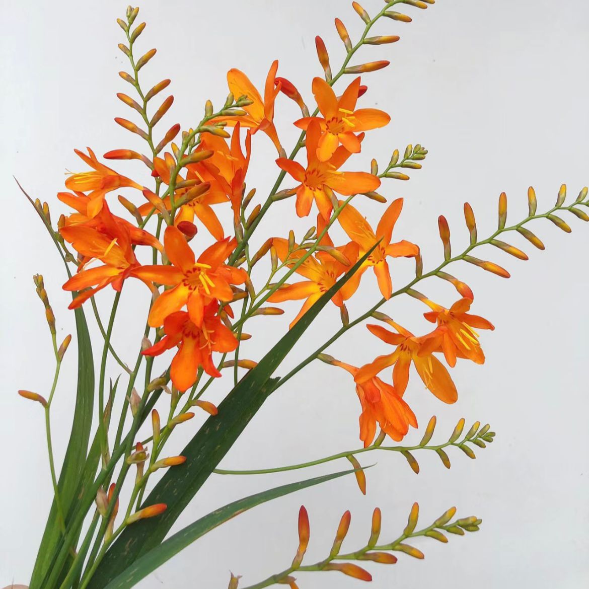 Renanthera * 10