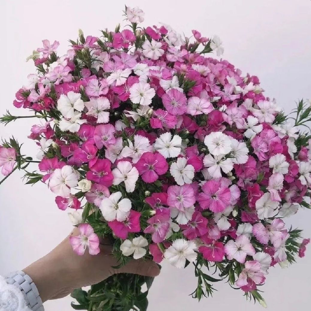 Hybrid Verbena