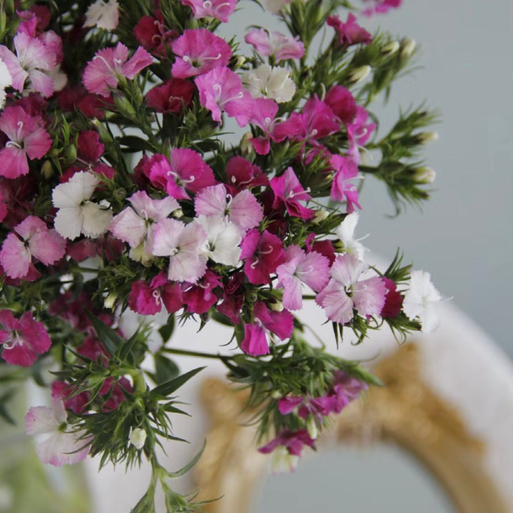 Hybrid Verbena