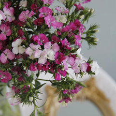 Hybrid Verbena