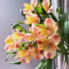 Alstroemeria * 10