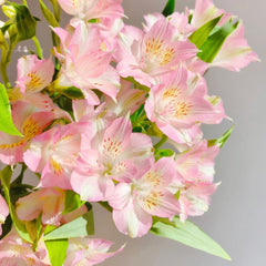 Alstroemeria * 10