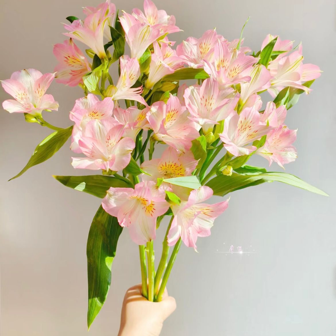 Alstroemeria * 10