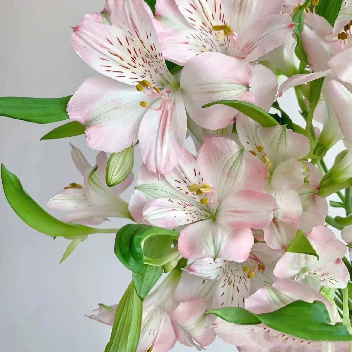 Alstroemeria * 10