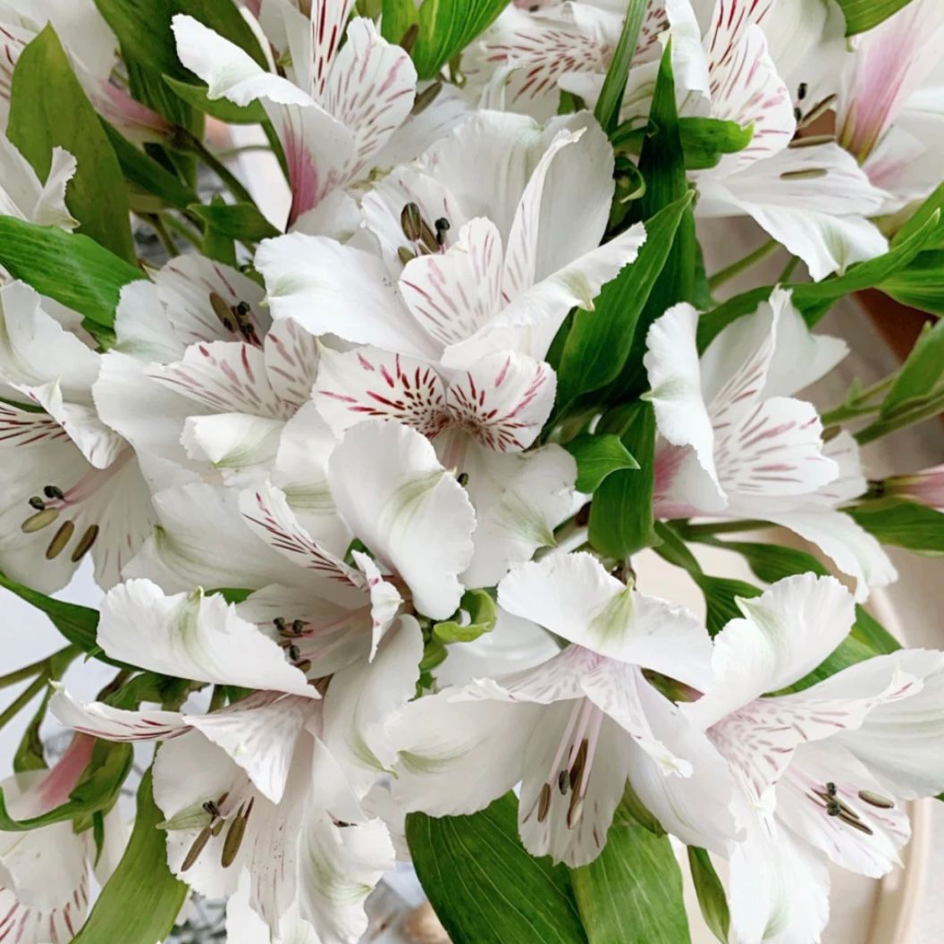 Alstroemeria * 10