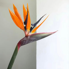 Bird of paradise flower * 1