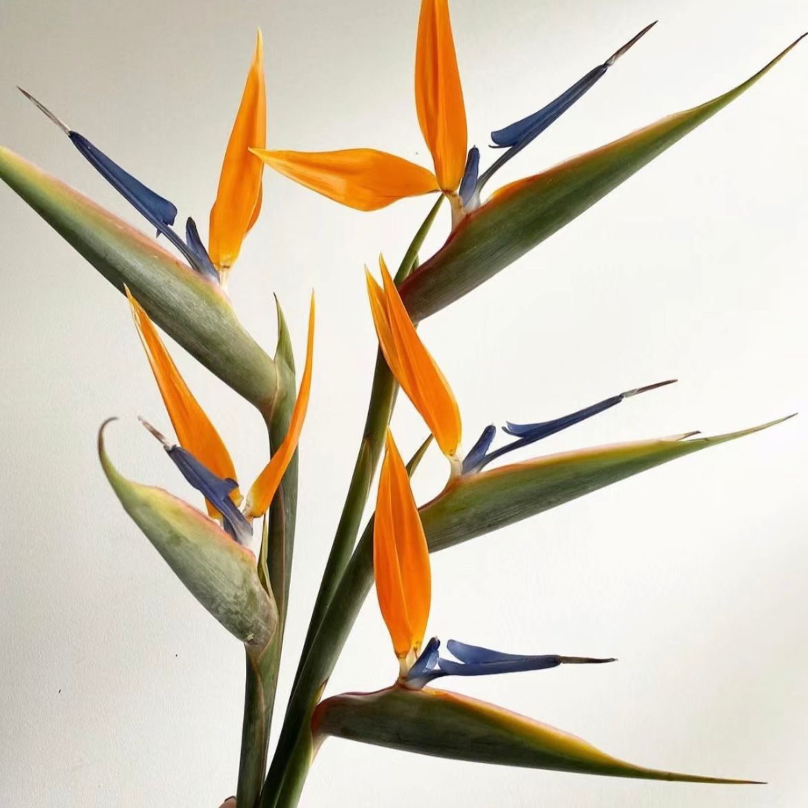 Bird of paradise flower * 1