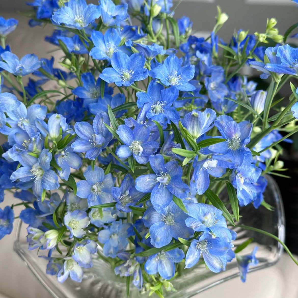 Delphinium (Small)