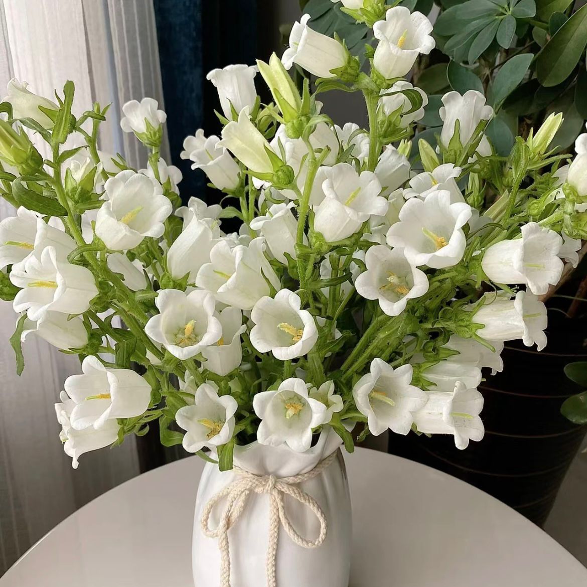 Ranunculus – Weeklybulbs