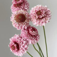 Scabiosa * 5