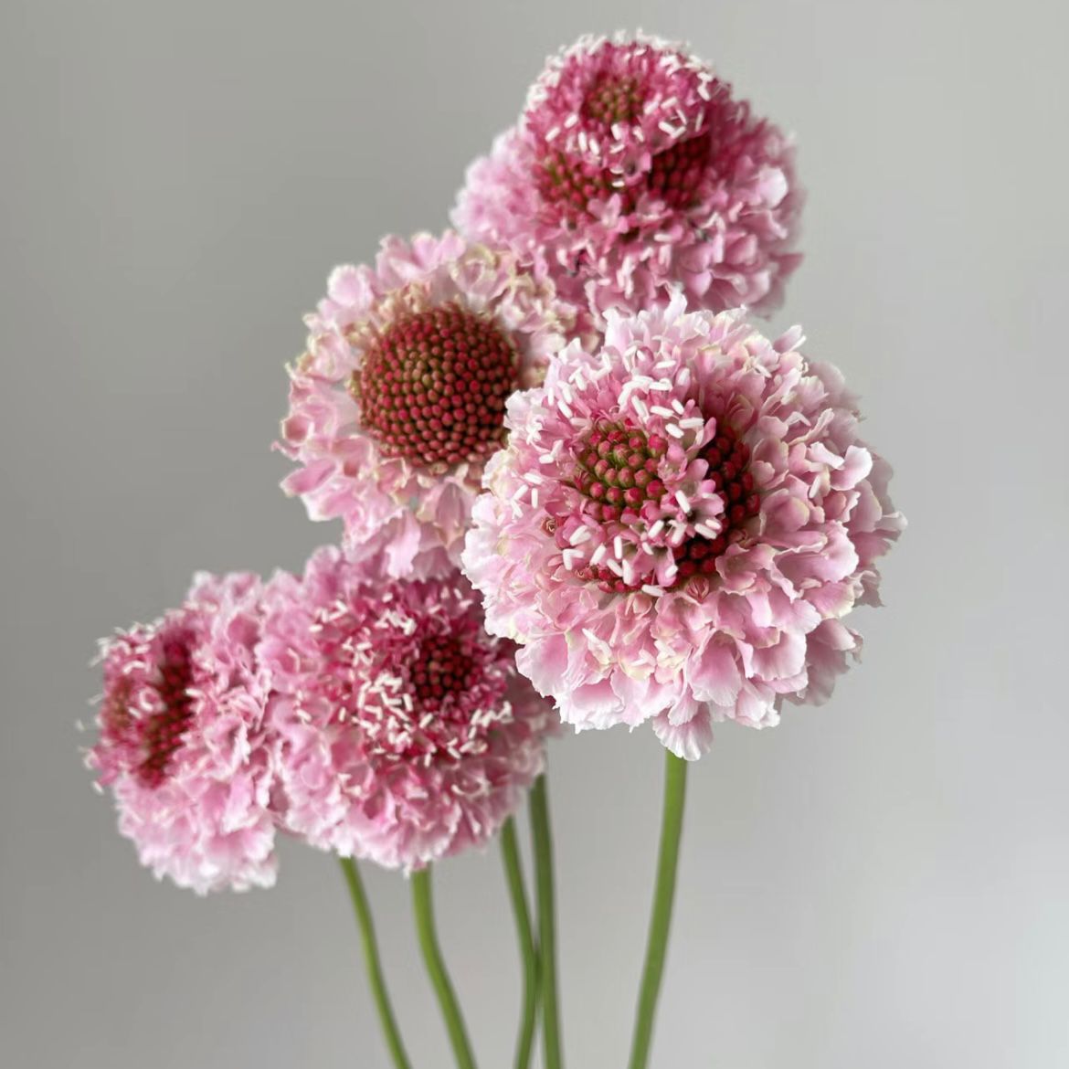 Scabiosa * 5