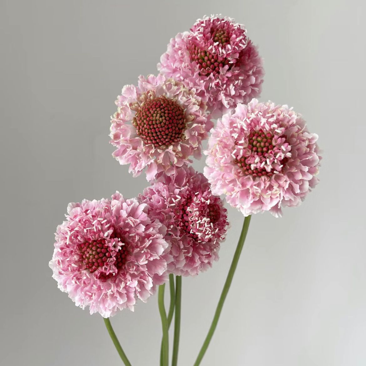 Scabiosa * 5