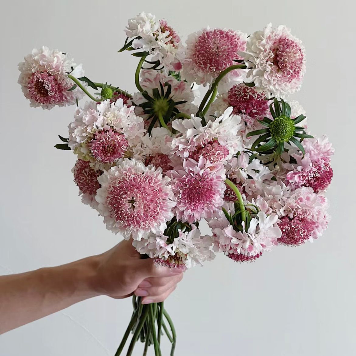 Scabiosa * 5