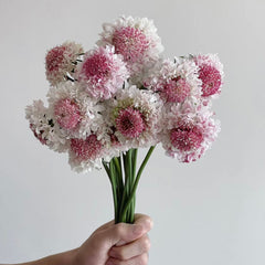 Scabiosa * 5