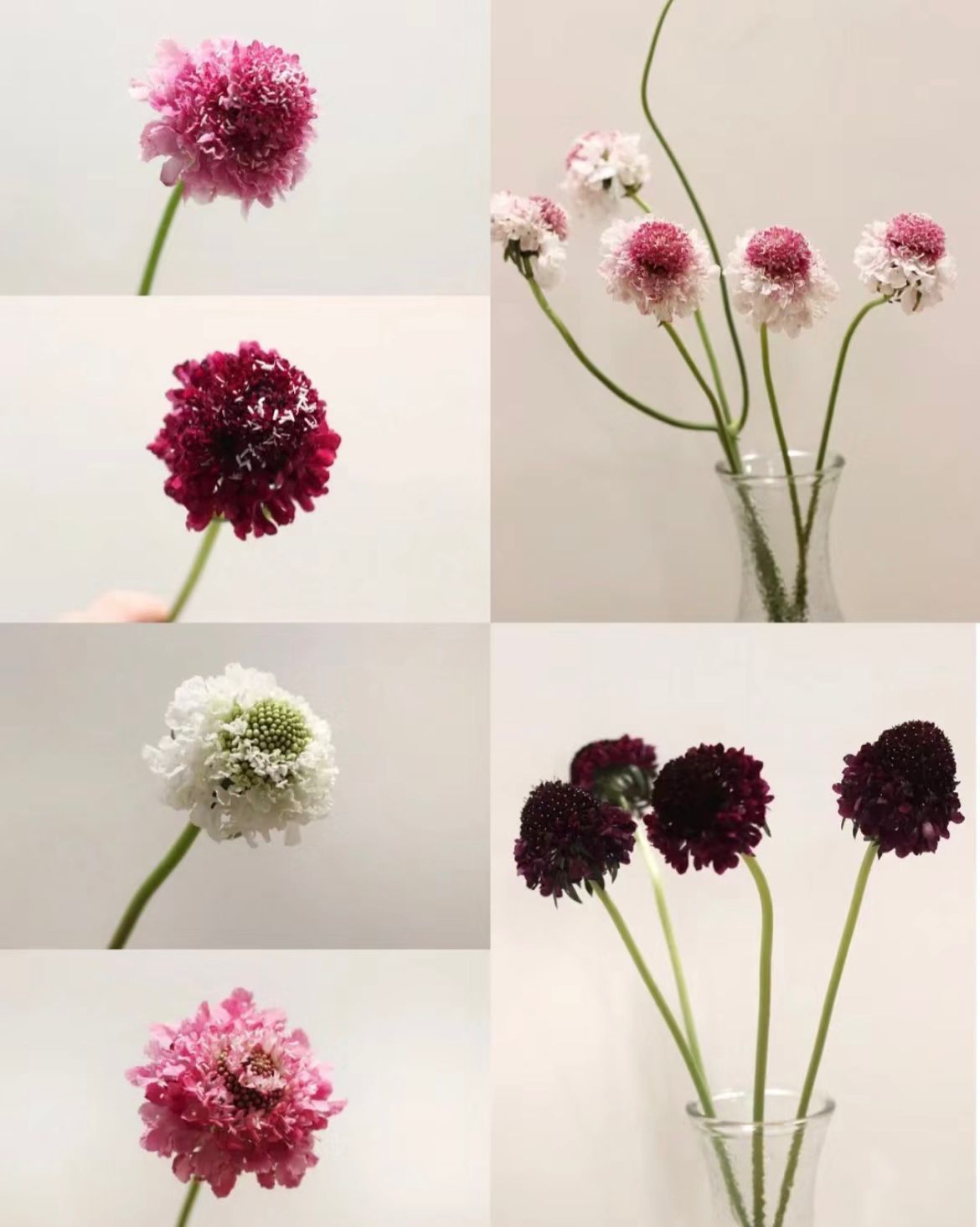 Scabiosa * 5