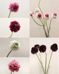 Scabiosa * 5