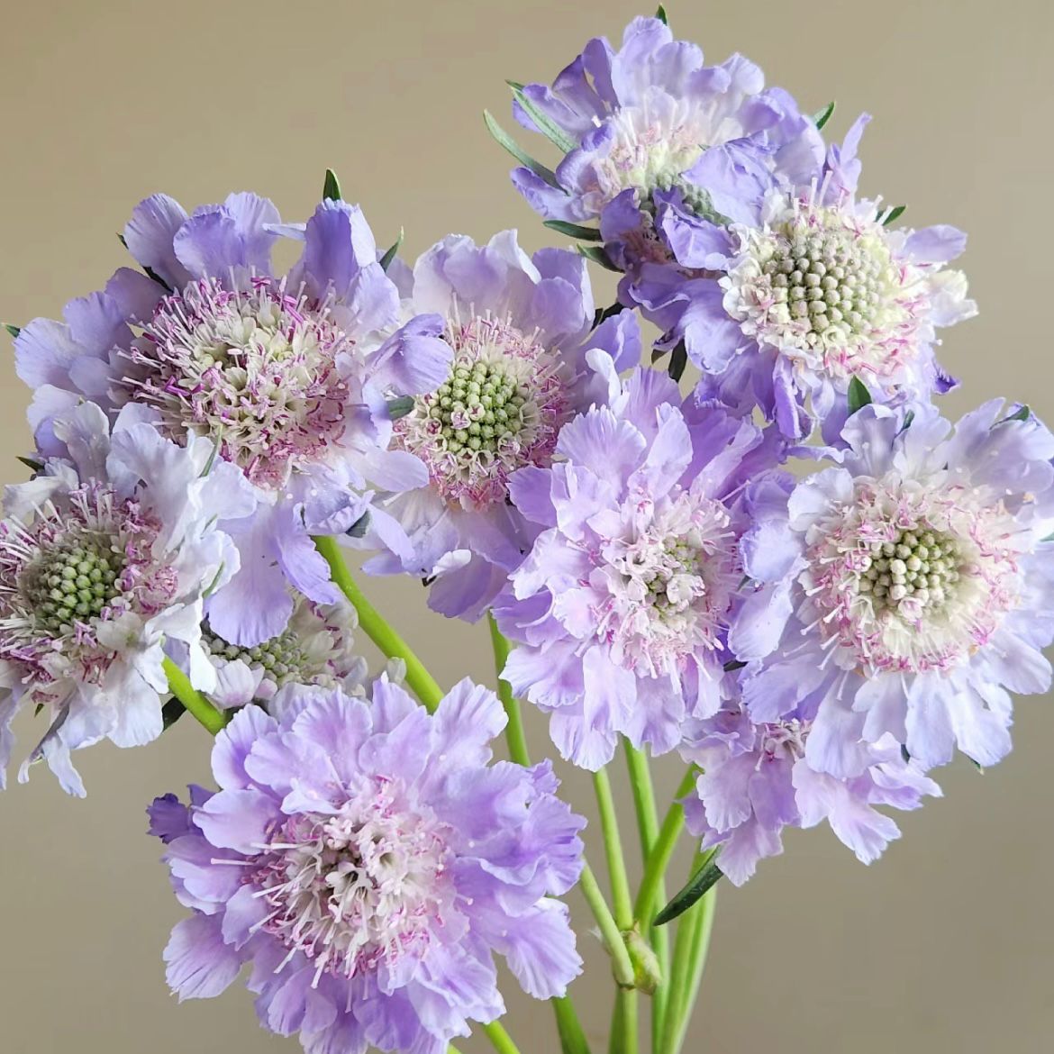 Scabiosa * 5