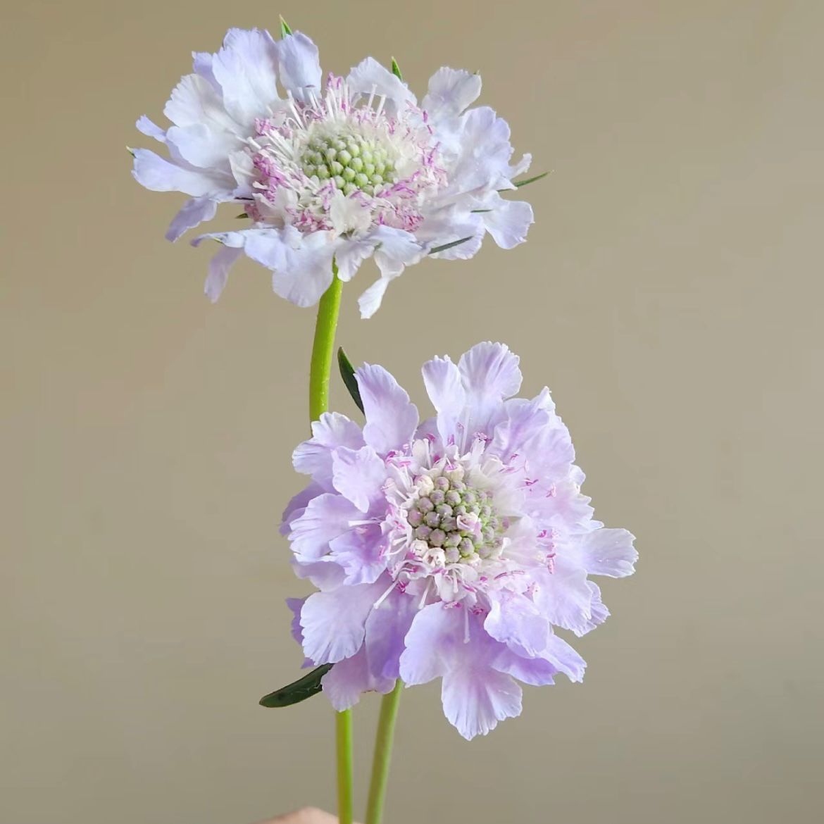 Scabiosa * 5