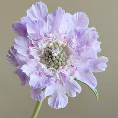 Scabiosa * 5