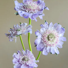 Scabiosa * 5