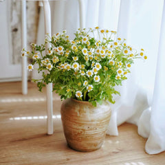 Chamomile * 300g