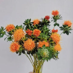 Safflower