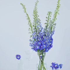 Delphinium * 5