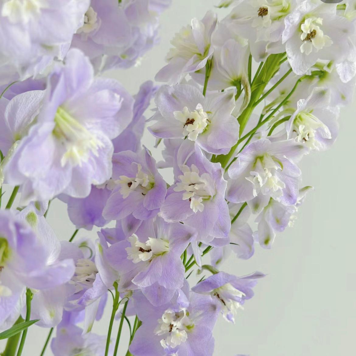 Delphinium * 5