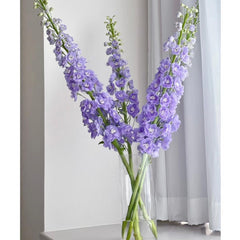 Delphinium * 5