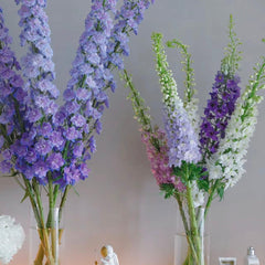 Delphinium Random Color * 5