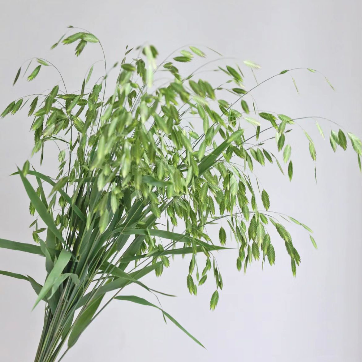 Northern Sea Oats * 10