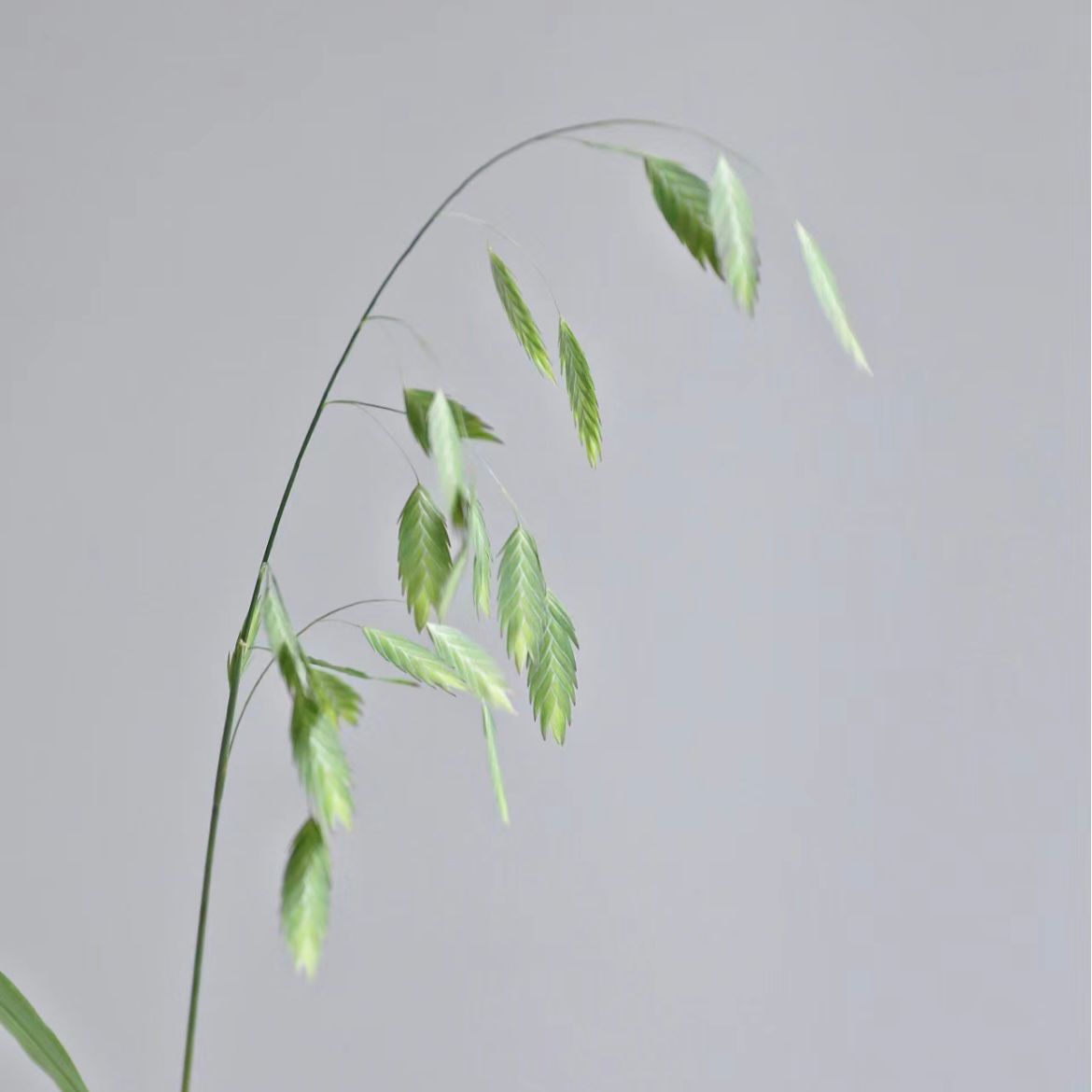 Northern Sea Oats * 10