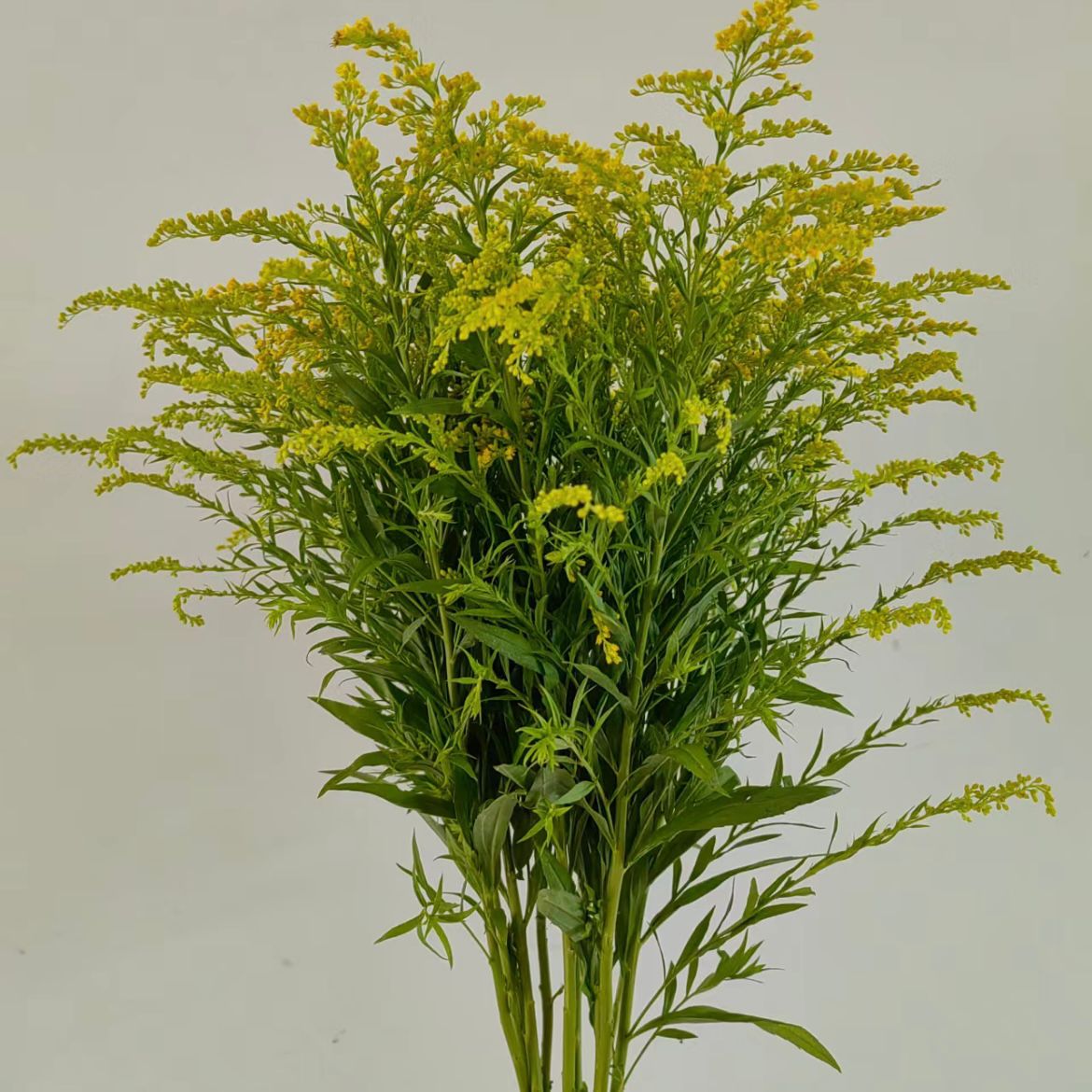 Solidago * 20