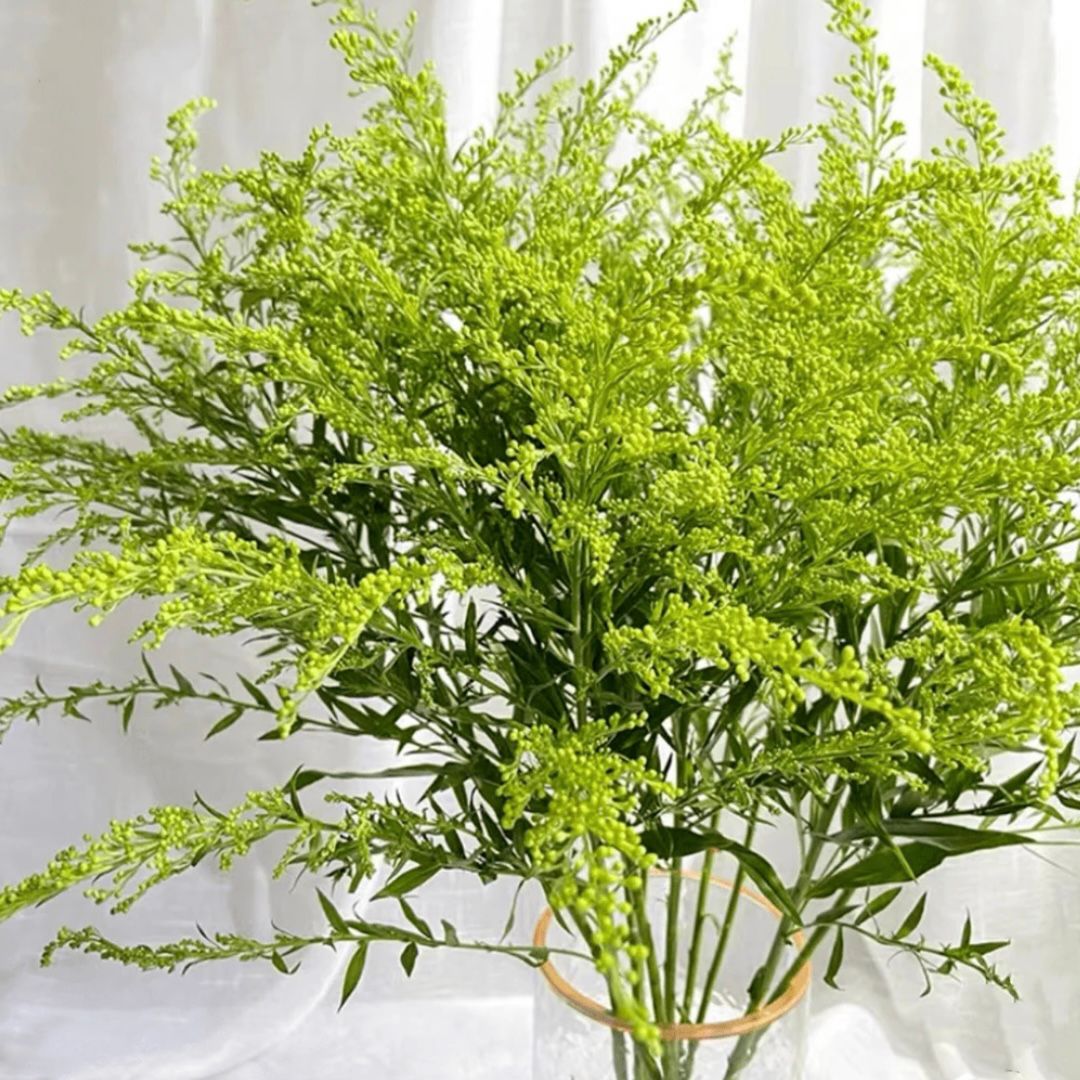 Solidago * 20