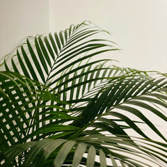 Bamboo Palm * 10